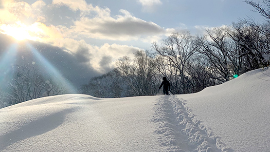 ウマノセツリーラン写真