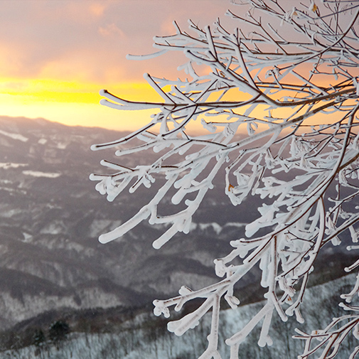 樹氷イメージ